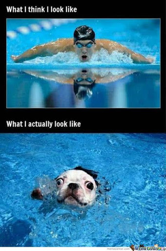 Swimming meme with dog