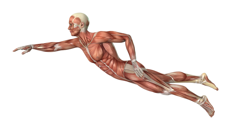 3D rendering male swimmer with muscle maps on white