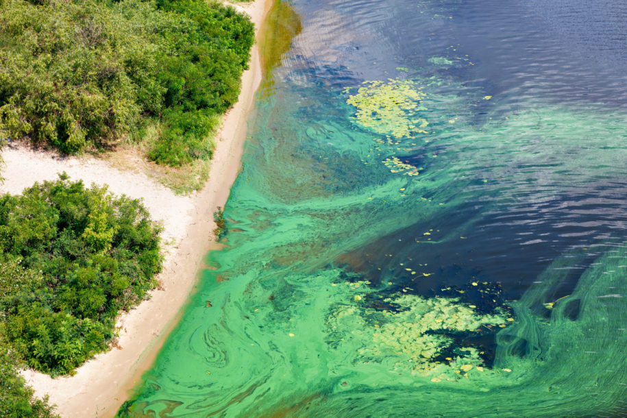 The coast on the surface of the river is covered with a pellicle of blue-green algae, copy space.