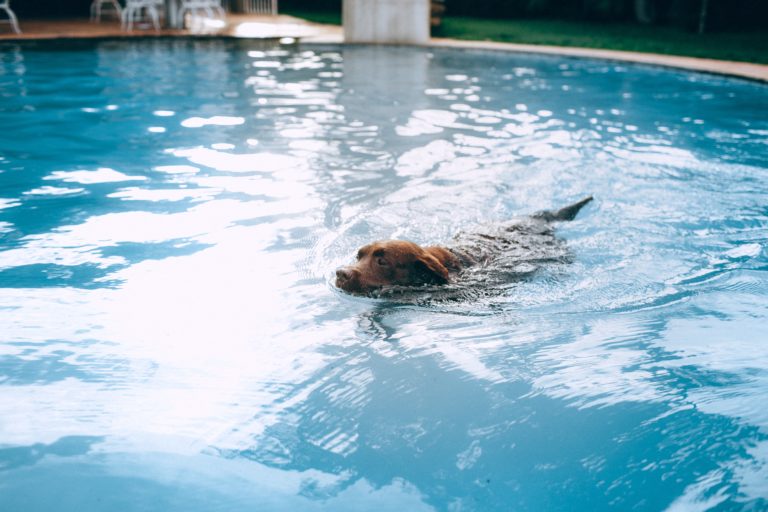 brown lab swimming in pool