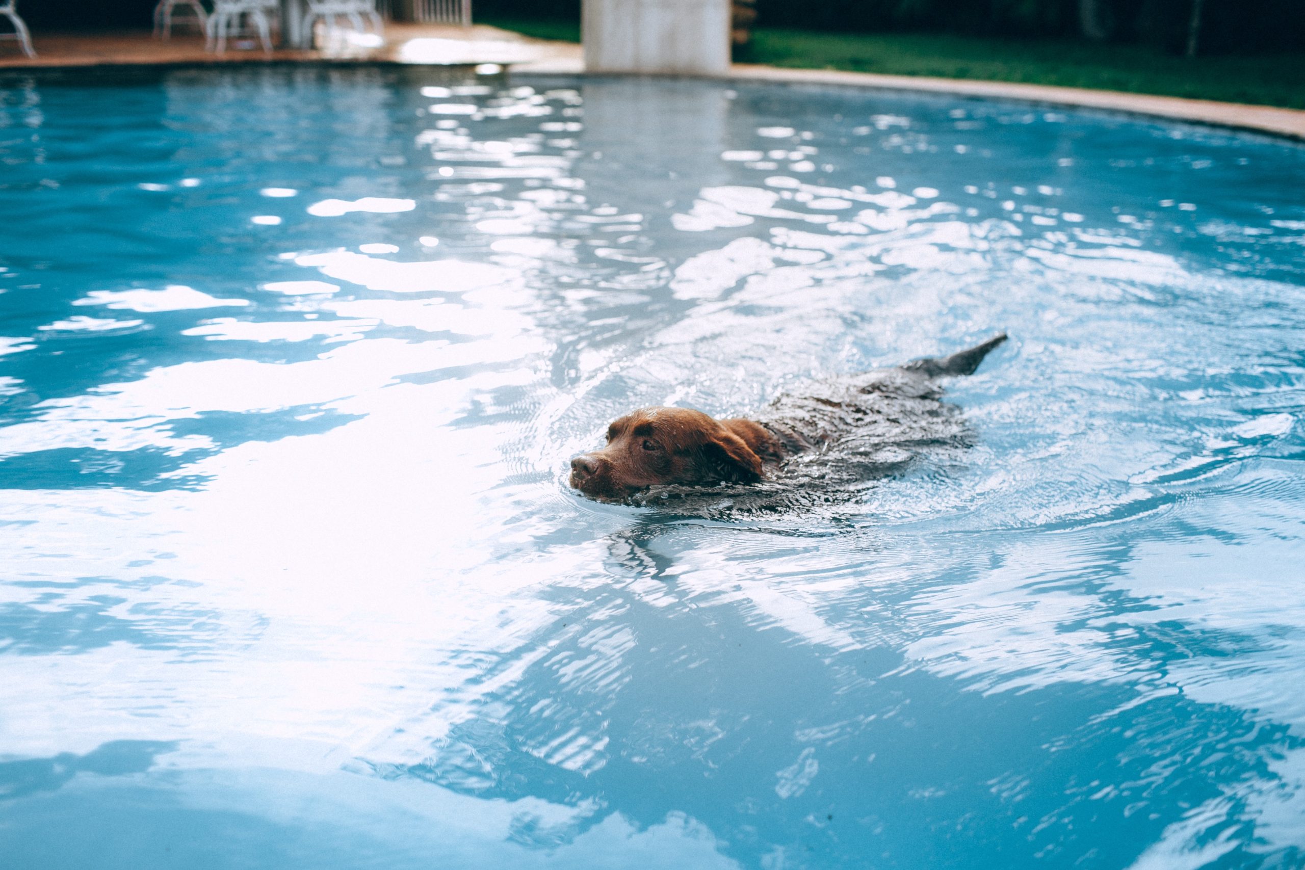 Dog Swim in My Pool